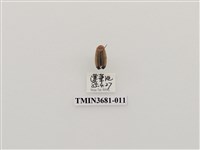 藏品(大端黑螢)的圖片